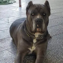 A Importância de um Treinamento de Obediência Robusto para Cane Corsos de Guarda