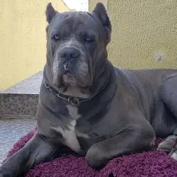 A Importância do Treinamento de Impulso para Cane Corso