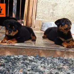 Saiba mais sobre A Vida de Rottweilers em Condomínios: Regras e Etiqueta