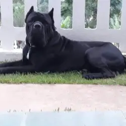 Saiba mais sobre Adaptação de um Cane Corso a Diferentes Ambientes Residenciais