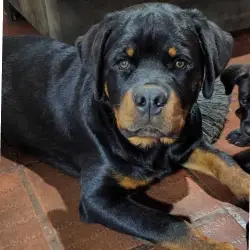 Saiba mais sobre Adaptando seu Rottweiler à Vida em Apartamento: Dicas e Truques