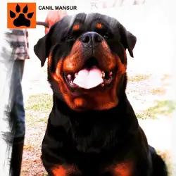 Saiba mais sobre Alimentação de Rottweiler: Uma Guia Completa para Todas as Fases de Vida