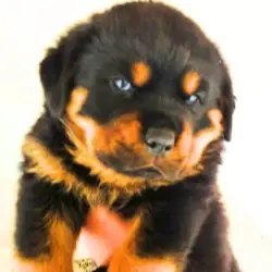 Saiba mais sobre Ansiedade de Separação em Rottweiler: Como Ajudar Seu Companheiro Canino