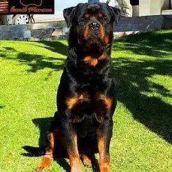 Saiba mais sobre Atividade Física para Rottweiler: Mantendo a Saúde do Seu Amigo de Quatro Patas