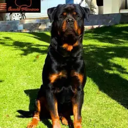 Saiba mais sobre Benefícios da Vida Rural para Rottweilers