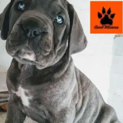 Saiba mais sobre Cachorro cane corso filhote