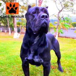 Saiba mais sobre Cachorro cane corso valor