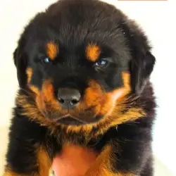 Saiba mais sobre Cachorro filhote rottweiler