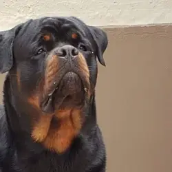 Saiba mais sobre Cachorro rottweiler cabeça de touro