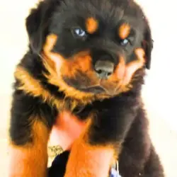 Saiba mais sobre Cachorro rottweiler filhote