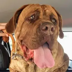 Saiba mais sobre Cane corso à venda