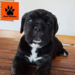 Saiba mais sobre Cane corso filhote