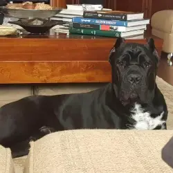 Saiba mais sobre Cane corso italiano