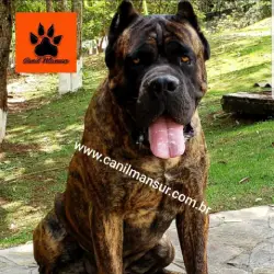 Saiba mais sobre Cane Corso: Nascido para Guardar e Proteger