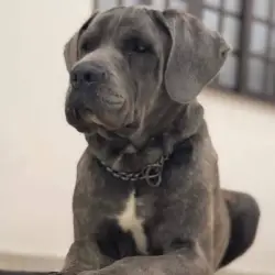 Saiba mais sobre Cane corso para guarda