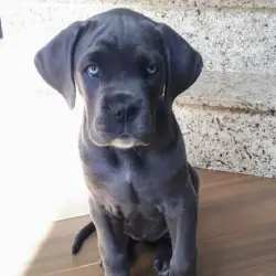 Saiba mais sobre Cane corso preço filhote