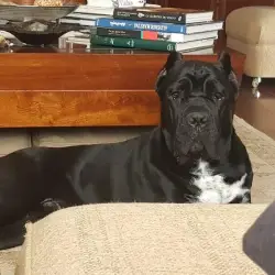 Saiba mais sobre Cane corso preço