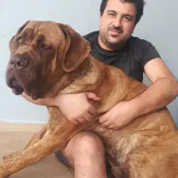 Saiba mais sobre Cane corso tigrado