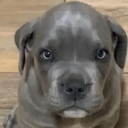 Saiba mais sobre Cane corso valor filhote