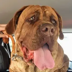 Saiba mais sobre Cane corso valores