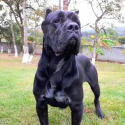 Saiba mais sobre Canil de cachorro cane corso