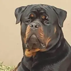 Saiba mais sobre Canil de cachorro rottweiler