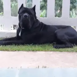 Saiba mais sobre Canil de cane corso