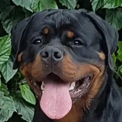 Saiba mais sobre Canil de rottweiler