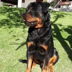 Saiba mais sobre Características do Rottweiler: Um Guia Completo