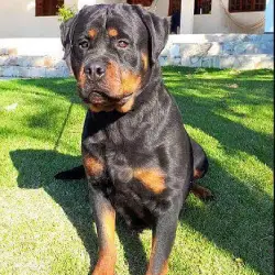 Saiba mais sobre Como Preparar seu Rottweiler para a Chegada de um Novo Bebê