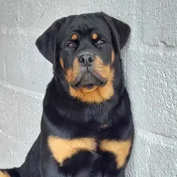 Saiba mais sobre Comprar filhote de rottweiler