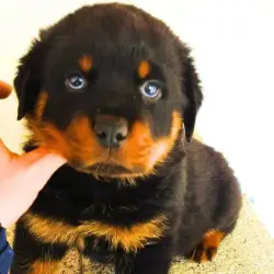 Saiba mais sobre Cruzamento de Rottweiler: Tudo que Você Precisa Saber Sobre Mestiços de Rottweiler