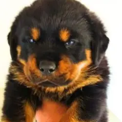 Saiba mais sobre Cuidados com pelo de Rottweiler: Um Guia Completo