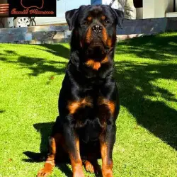 Saiba mais sobre Dicas para Ensinar Seu Rottweiler a Interagir com Estranhos