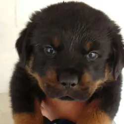 Saiba mais sobre Doenças do Rottweiler: Como Garantir a Saúde do Seu Cão Forte e Leal