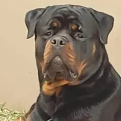 Saiba mais sobre Entendendo o Instinto de Proteção do Rottweiler