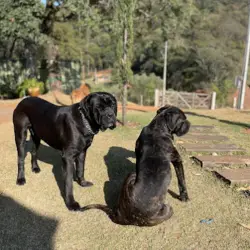 Saiba mais sobre Exercitando seu Cane Corso em Sítios e Chácaras