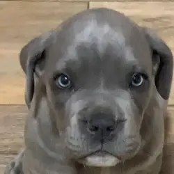 Saiba mais sobre Filhote de cane corso à venda