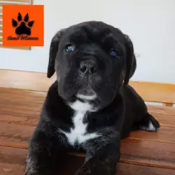 Saiba mais sobre Filhote de cane corso valor