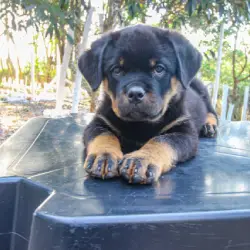 Saiba mais sobre Filhote de rottweiler à venda