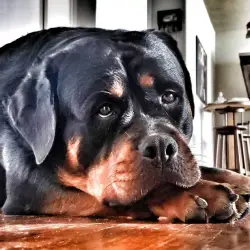 Saiba mais sobre Filhote de rottweiler para venda