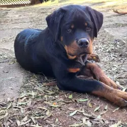 Saiba mais sobre Filhote de rottweiler preço