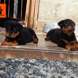 Saiba mais sobre Filhote de rottweiler venda