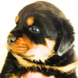 Saiba mais sobre O Que Um Filhote de Rottweiler Pode Comer? Um Guia Completo