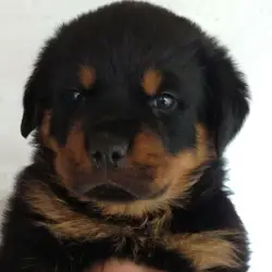 Saiba mais sobre Parto de Rottweiler: Guia Completo para Nascimentos de Rottweilers