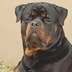 Saiba mais sobre Quanto Pesa um Rottweiler?