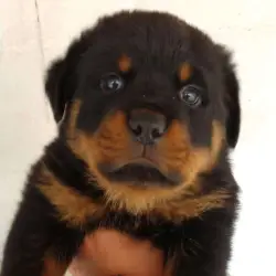 Saiba mais sobre Quanto Um Filhote de Rottweiler Come Por Dia?