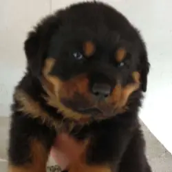 Saiba mais sobre Rottweiler filhote valor