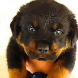 Saiba mais sobre Rottweiler filhote