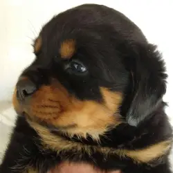 Saiba mais sobre Rottweiler valor filhote